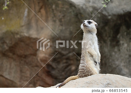 ミーアキャット ミーアキャット 66853545