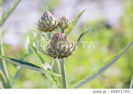 アーティチョークの蕾 66853700