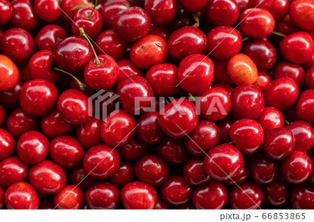 cherries fresh shiny cherries cherry background 66853865
