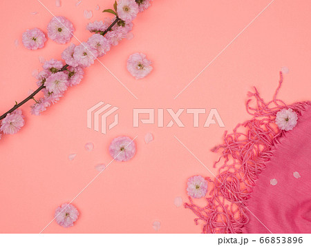 A branch of a flowering almond women's tippet on a pink background. 66853896