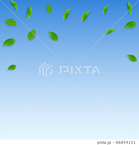 Falling green leaves. Fresh tea random leaves flyi 66854131