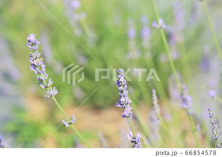 ラベンダーの花 66854578