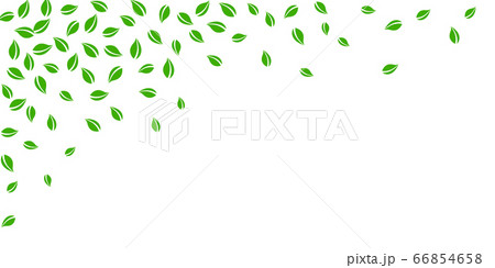 Falling green leaves. Fresh tea random leaves flyi 66854658