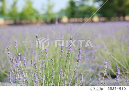 ラベンダーの花 ラベンダーの花 66854910