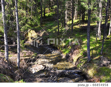A plot of coniferous forest with pine trees, grass, humps, dry branches and a brook. A plot of coniferous forest with pine trees, grass, humps, dry branches and a brook. 66854958