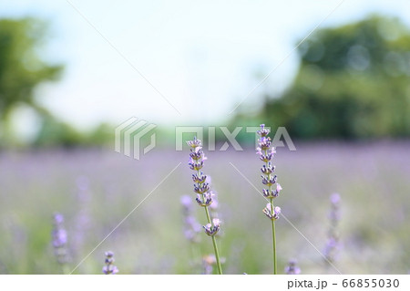 ラベンダーの花 66855030