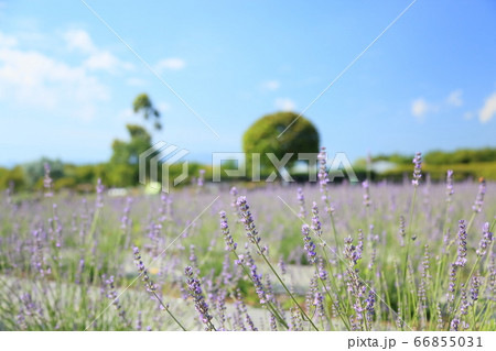 ラベンダーの花 ラベンダーの花 66855031