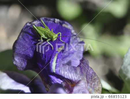A green long-grassed grasshopper sits on a purple iris flower 66855123
