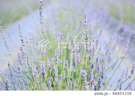 ラベンダーの花 ラベンダーの花 66855156