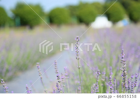 ラベンダーの花 ラベンダーの花 66855158