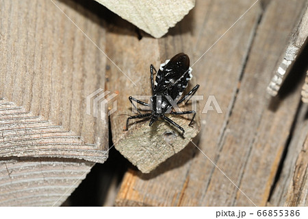 ヨコヅナサシガメ 66855386