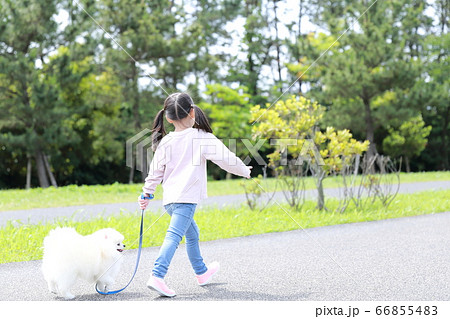 公園で女の子が愛犬ポメラニアンと散歩 66855483