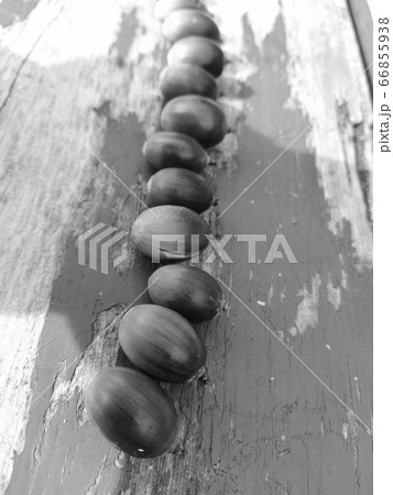 どんぐりの背比べ 66855938