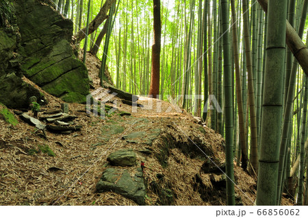 熊野古道　藤白坂　【和歌山県海南市】 66856062