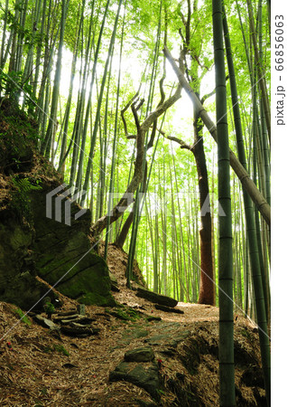 熊野古道　藤白坂 66856063