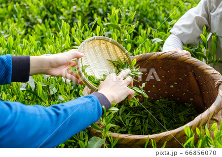 手摘みした茶葉を籠に入れる様子 新茶 京都府和束町 手摘みした茶葉を籠に入れる様子 新茶 京都府和束町 66856070