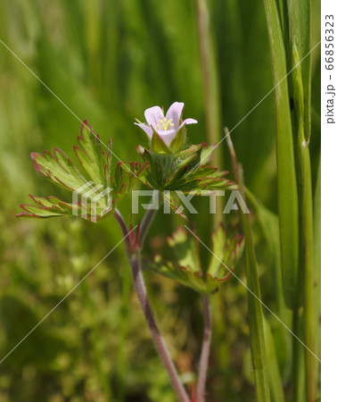 アメリカフウロウ 野原に咲く紫色の小さな花 アメリカフウロウ 野原に咲く紫色の小さな花 66856323