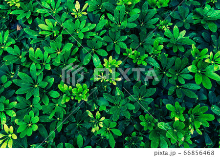 Green leaves pattern background, Natural natural 66856468