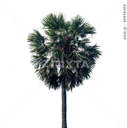 Palm tree tree branching isolated backdrop 66856469