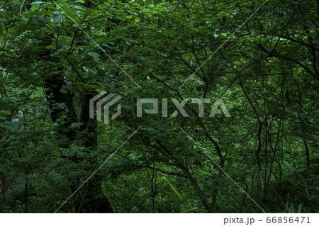 自然な背景の緑の葉 66856471