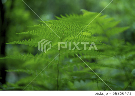 シダ植物 シダ植物 66856472