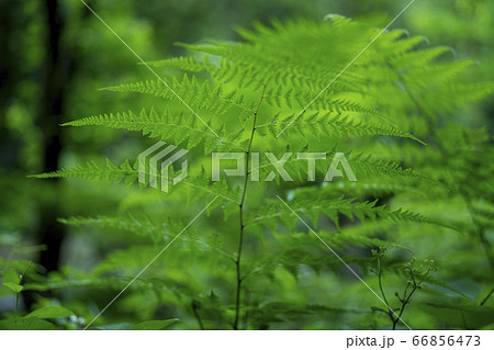 シダ植物 66856473