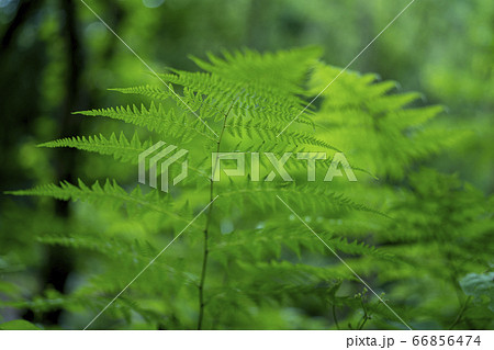 シダ植物 66856474