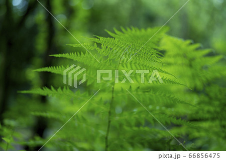 シダ植物 66856475