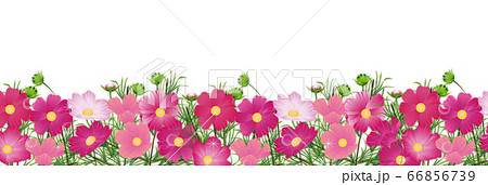 コスモス畑にたくさんの色とりどりのコスモスの花のバナー素材のイラスト素材
