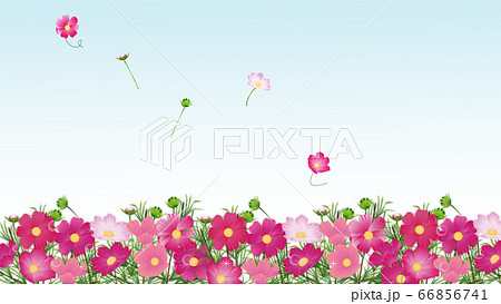 コスモス畑たくさんの色とりどりのコスモスの花ワイドバーチャル背景素材のイラスト素材