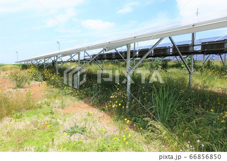 雑草が生い茂った太陽光発電所 66856850