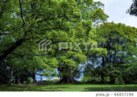 高城城址跡の諫早公園の森 66857298