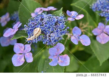 カタツムリとアジサイの写真素材