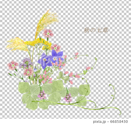 秋の七草水彩画 66858430