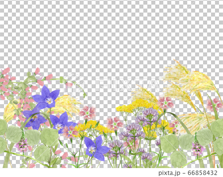 秋の七草水彩画 66858432
