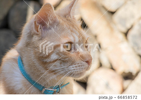 水色の首輪と鈴をつけたペットのトラネコの横顔 水色の首輪と鈴をつけたペットのトラネコの横顔 66858572