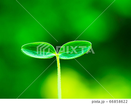 植物の芽生え 66858622