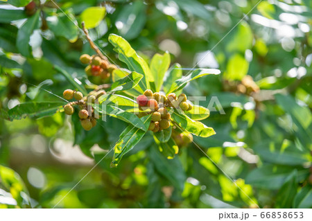 ヤマモモ：山桃（ヤマモモ科ヤマモモ属）木肌・木膚・木のはだ・外皮・樹皮・木目  66858653