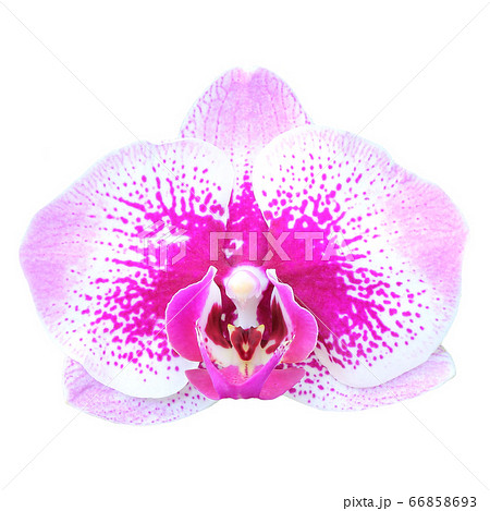 orchid flower isolated on white background 66858693