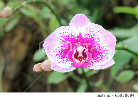 Orchid in the garden background 66858694