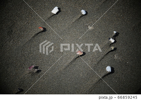 砂浜の風紋 砂浜の風紋 66859245