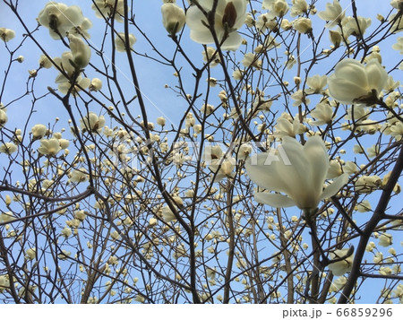 開花　木蓮　北国の開花 66859296