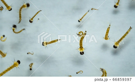 水中を泳ぐボウフラの幼虫・衛生教育用素材 66859397