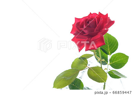窓辺の赤いバラ一輪　 66859447