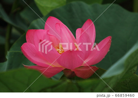 伊豆沼の蓮花 66859460