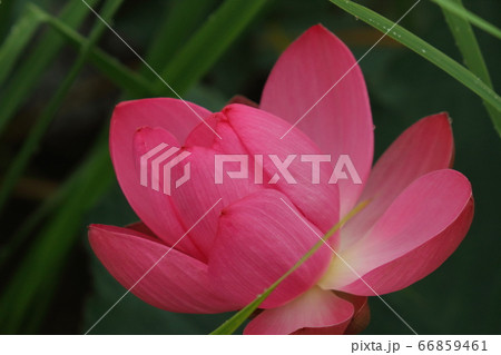 伊豆沼の蓮花 伊豆沼の蓮花 66859461