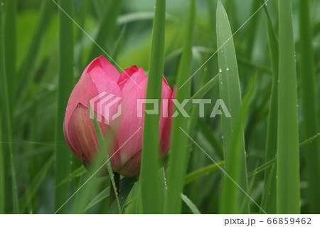 伊豆沼の蓮花 伊豆沼の蓮花 66859462