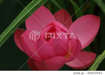 伊豆沼の蓮花 伊豆沼の蓮花 66859463