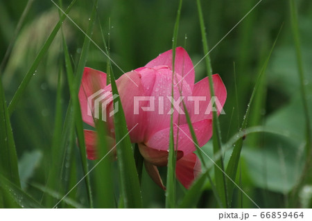 伊豆沼の蓮花 伊豆沼の蓮花 66859464