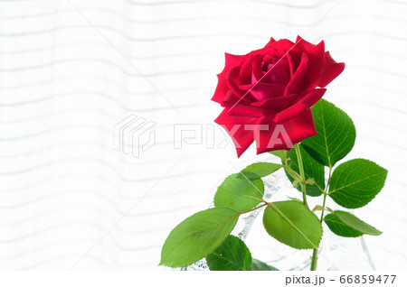 窓辺の赤いバラ一輪　 66859477
